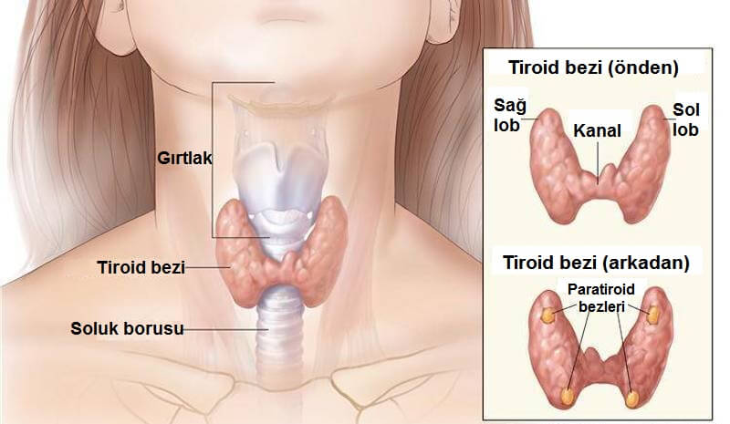 Tiroid Hastalığını Doğal Yoldan İyileştirme Yöntemleri